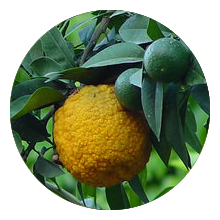 bergamot-image