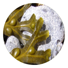 bladderwrack