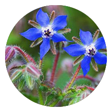 borage