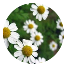 chamomile