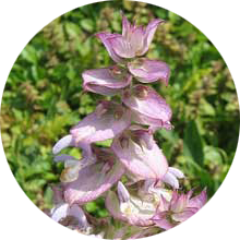 clary-sage