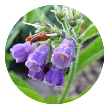 comfrey