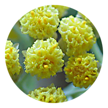 helichrysum