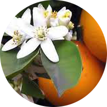 Neroli