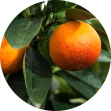 Orange Organic