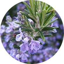 Rosemary