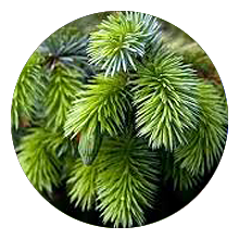 spruce