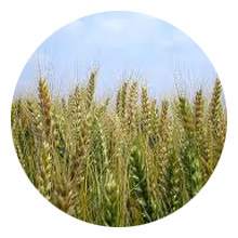 wheat-germ