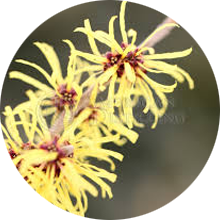 witch-hazel