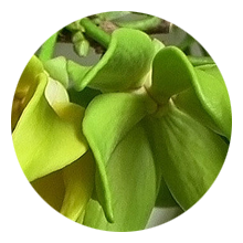 ylang-ylang